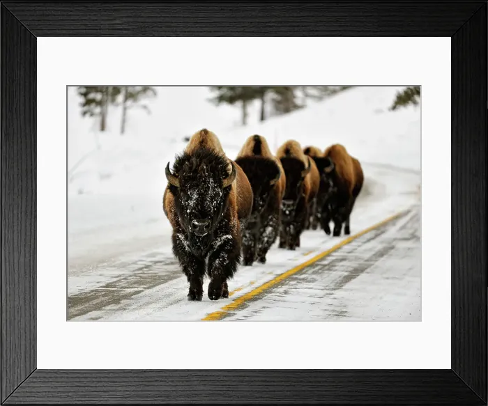 Framed Print : American Bison (Bison bison) Small heard walking on plowed park road, Yellowstone NP, Wyoming, USA