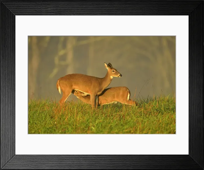 Framed Print : White-tailed deer (Odocoileus virginianus) Fawn and doe, Great Smoky Mountains NP, Tennessee, USA Framed Print : White-tailed deer (Odocoileus virginianus) Fawn and doe, Great Smoky Mountains NP, Tennessee, USA