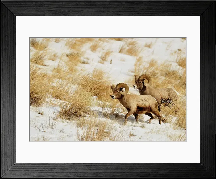 Framed Print : Bighorn sheep (Ovis Canadensis) Rams feeding in winter range (Lamar Valley), Yellowstone NP, Wyoming, USA Framed Print : Bighorn sheep (Ovis Canadensis) Rams feeding in winter range (Lamar Valley), Yellowstone NP, Wyoming, USA