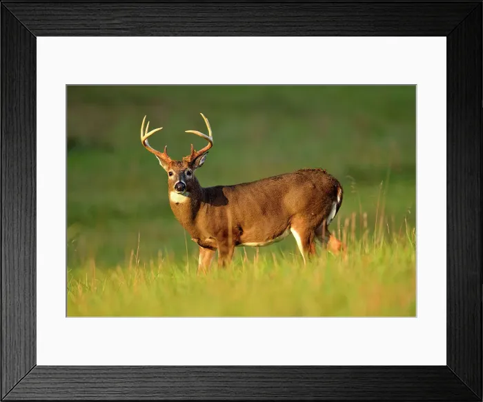 Framed Print : White-tailed deer (Odocoileus virginianus) Stag / buck in Cades Cove, Great Smoky Mountains NP, Tennessee, USA Framed Print : White-tailed deer (Odocoileus virginianus) Stag / buck in Cades Cove, Great Smoky Mountains NP, Tennessee, USA