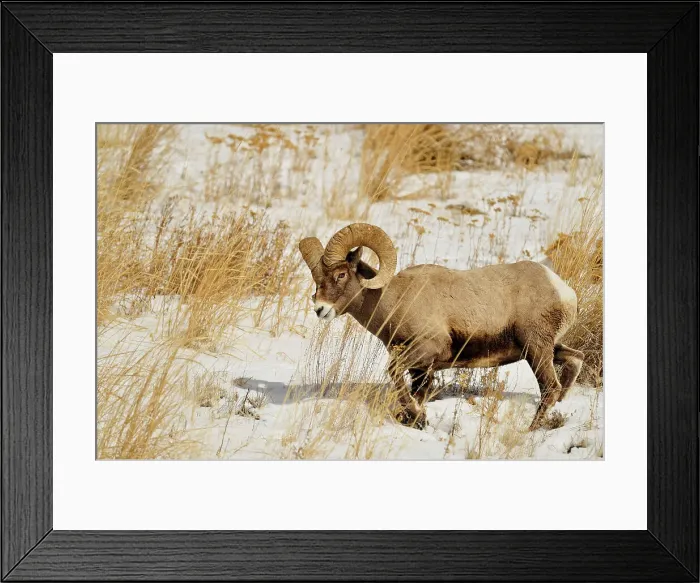 Framed Print : Bighorn sheep (Ovis Canadensis) Ram feeding in winter range (Lamar Valley), Yellowstone NP, Wyoming, USA Framed Print : Bighorn sheep (Ovis Canadensis) Ram feeding in winter range (Lamar Valley), Yellowstone NP, Wyoming, USA