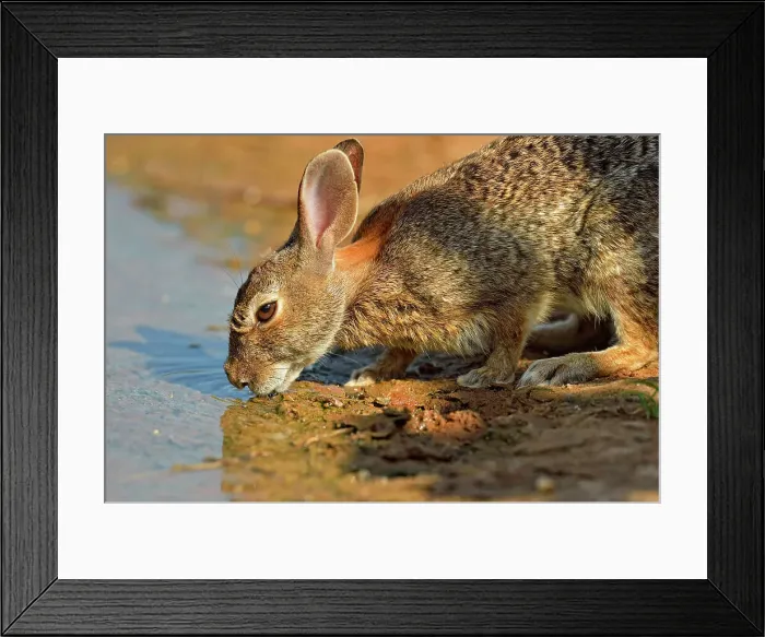 Framed Print : Desert, Audubon's cottontail (Sylvilagus audubonii) drinking at a pond, Rio Grande City, Texas, USA Framed Print : Desert, Audubon's cottontail (Sylvilagus audubonii) drinking at a pond, Rio Grande City, Texas, USA