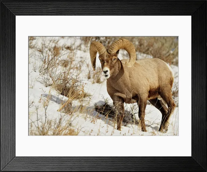 Framed Print : Bighorn sheep (Ovis Canadensis) Ram feeding in winter range (Lamar Valley), Yellowstone NP, Wyoming, USA Framed Print : Bighorn sheep (Ovis Canadensis) Ram feeding in winter range (Lamar Valley), Yellowstone NP, Wyoming, USA