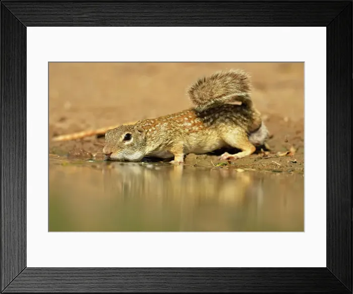 Framed Print : Mexican ground squirrel (Ictidomys mexicanus), Rio Grande City, Texas, USA Framed Print : Mexican ground squirrel (Ictidomys mexicanus), Rio Grande City, Texas, USA