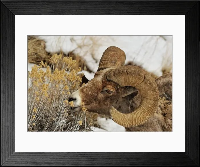 Framed Print : Bighorn sheep (Ovis Canadensis) Ram feeding in winter range (Lamar Valley), Yellowstone NP, Wyoming, USA Framed Print : Bighorn sheep (Ovis Canadensis) Ram feeding in winter range (Lamar Valley), Yellowstone NP, Wyoming, USA