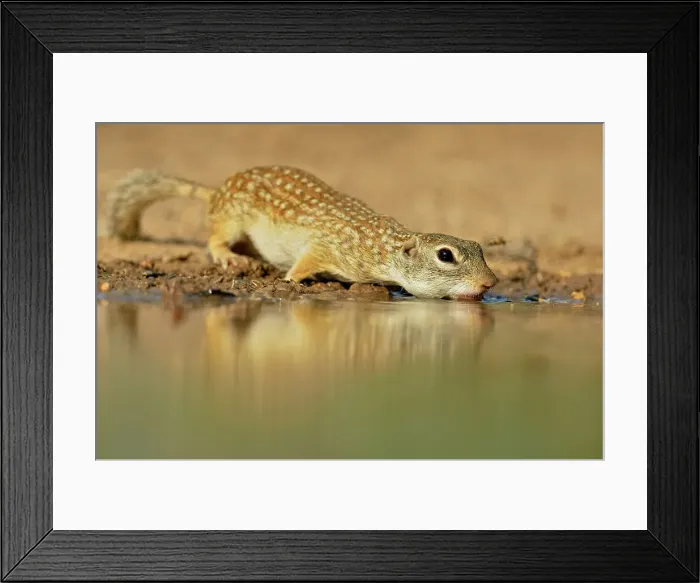 Framed Print : Mexican ground squirrel (Ictidomys mexicanus), Rio Grande City, Texas, USA Framed Print : Mexican ground squirrel (Ictidomys mexicanus), Rio Grande City, Texas, USA