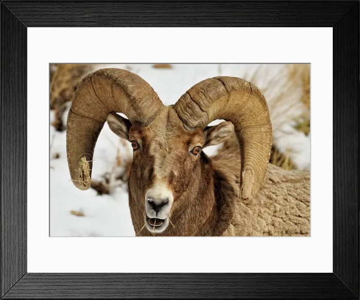 Framed Print : Bighorn sheep (Ovis Canadensis) Ram feeding in winter range (Lamar Valley), Yellowstone NP, Wyoming, USA Framed Print : Bighorn sheep (Ovis Canadensis) Ram feeding in winter range (Lamar Valley), Yellowstone NP, Wyoming, USA