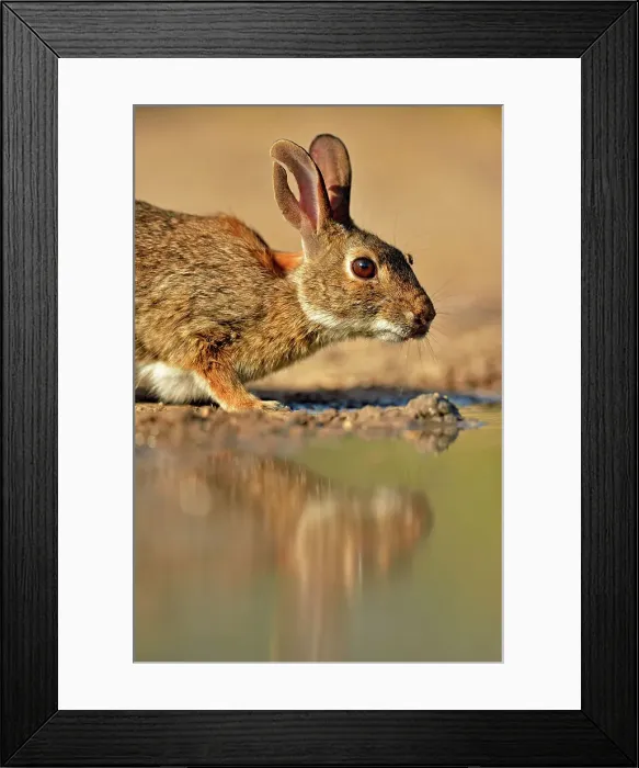 Framed Print : Desert, Audubon's cottontail (Sylvilagus audubonii) drinking at a pond, Rio Grande City, Texas, USA Framed Print : Desert, Audubon's cottontail (Sylvilagus audubonii) drinking at a pond, Rio Grande City, Texas, USA