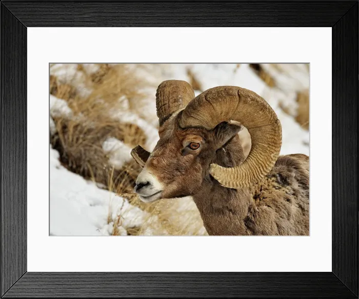 Framed Print : Bighorn sheep (Ovis Canadensis) Ram feeding in winter range (Lamar Valley), Yellowstone NP, Wyoming, USA Framed Print : Bighorn sheep (Ovis Canadensis) Ram feeding in winter range (Lamar Valley), Yellowstone NP, Wyoming, USA