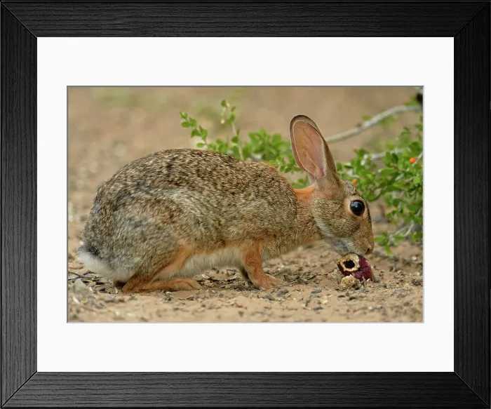 Framed Print : Desert, Audubon's cottontail (Sylvilagus audubonii) eating fallen cactus fruit, Rio Grande City, Texas, USA Framed Print : Desert, Audubon's cottontail (Sylvilagus audubonii) eating fallen cactus fruit, Rio Grande City, Texas, USA