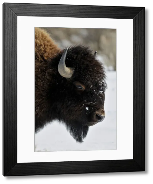 Framed Print : American Bison (Bison bison), Yellowstone NP, Wyoming, USA Framed Print : American Bison (Bison bison), Yellowstone NP, Wyoming, USA