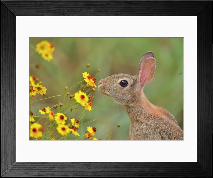 Framed Print : Desert Cottontail (Sylvilagus audobonii) Eating flower blossoms, Quinta Mazatlan, McAllen, Texas, USA Framed Print : Desert Cottontail (Sylvilagus audobonii) Eating flower blossoms, Quinta Mazatlan, McAllen, Texas, USA