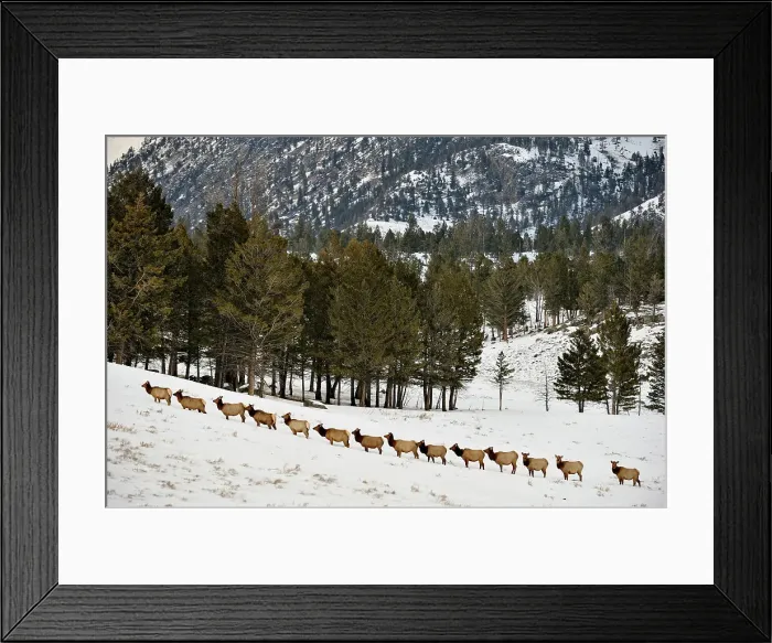 Framed Print : A herd of elk (Cervus elaphus) walking in a line on a snowy slope on the Columbia Blacktail Plateau, Yellowstone NP, Wyoming, USA
