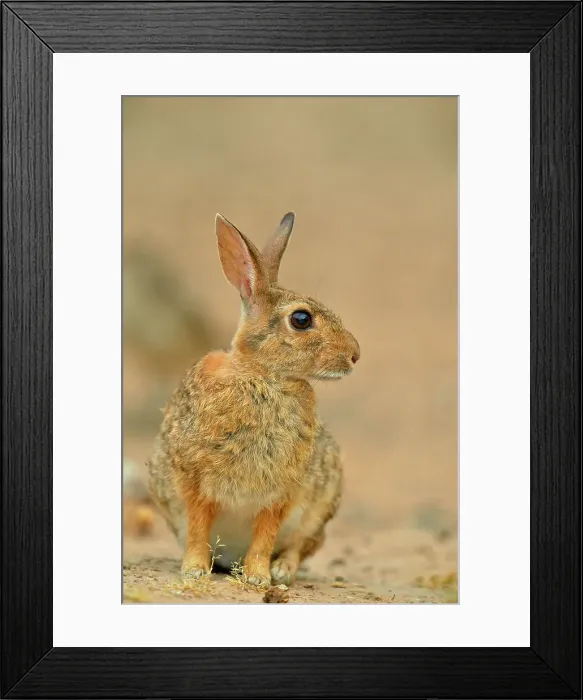 Framed Print : Desert Cottontail (Sylvilagus audobonii), Rio Grande City, Texas, USA Framed Print : Desert Cottontail (Sylvilagus audobonii), Rio Grande City, Texas, USA