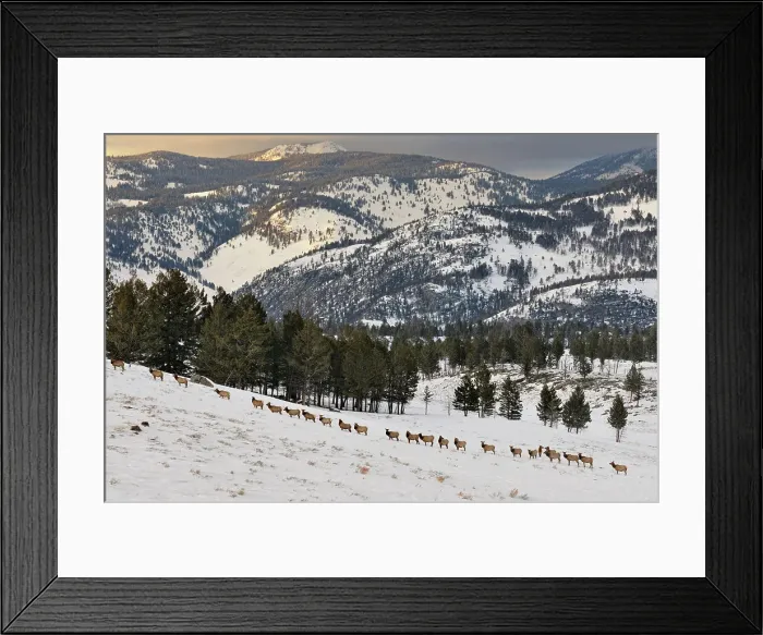 Framed Print : A herd of elk (Cervus elaphus) walking in a line on a snowy slope on the Columbia Blacktail Plateau, Yellowstone NP, Wyoming, USA Framed Print : A herd of elk (Cervus elaphus) walking in a line on a snowy slope on the Columbia Blacktail Plateau, Yellowstone NP, Wyoming, USA