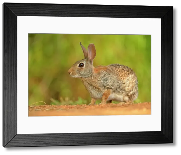 Framed Print : Desert Cottontail (Sylvilagus audobonii), Rio Grande City, Texas, USA Framed Print : Desert Cottontail (Sylvilagus audobonii), Rio Grande City, Texas, USA