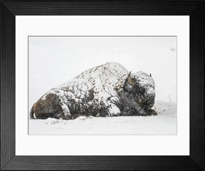 Framed Print : American Bison / Plains bison (Bison bison bison), Yellowstone National Park, Wyoming, USA Framed Print : American Bison / Plains bison (Bison bison bison), Yellowstone National Park, Wyoming, USA