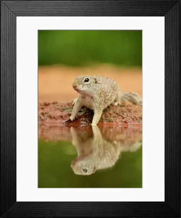 Framed Print : Mexican Ground Squirrel (Spermophilus mexicanus), Rio Grande City, Texas, USA