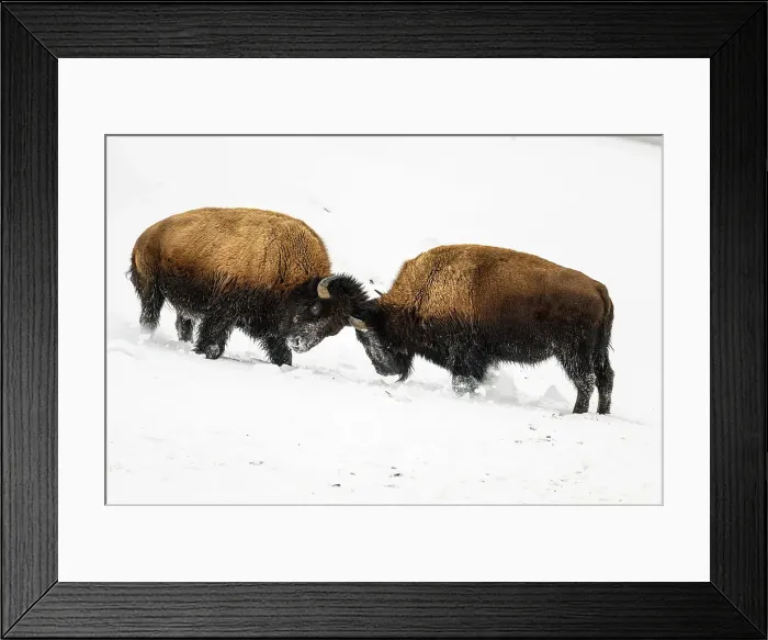 Framed Print : American Bison / Plains bison (Bison bison bison), Yellowstone National Park, Wyoming, USA Framed Print : American Bison / Plains bison (Bison bison bison), Yellowstone National Park, Wyoming, USA