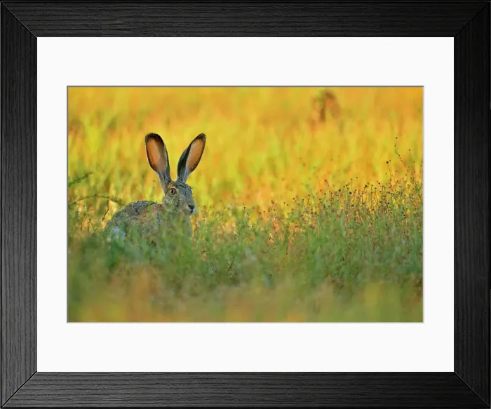 Framed Print : Black-tailed Jackrabbit (Lepus californicus), Rio Grande City, Texas, USA Framed Print : Black-tailed Jackrabbit (Lepus californicus), Rio Grande City, Texas, USA