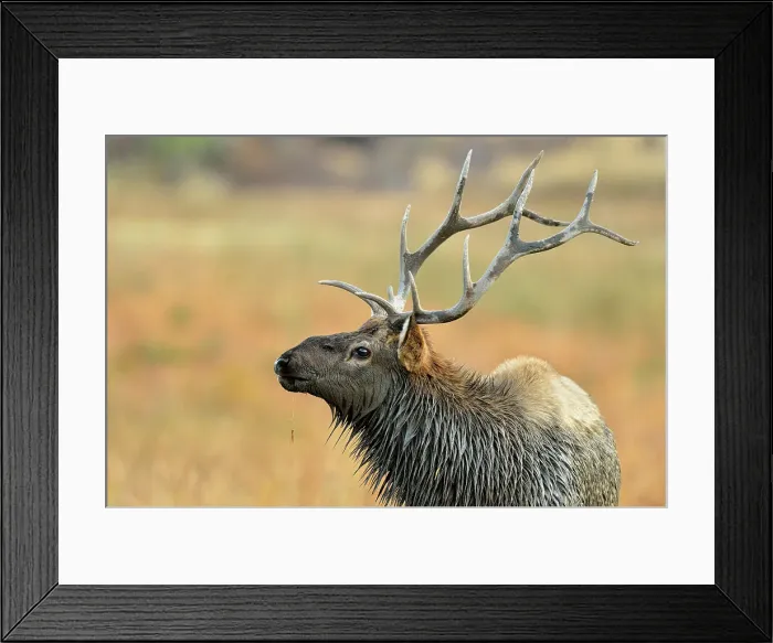 Framed Print : Elk (Cervus elaphus) Stag exhibiting rutting behaviour, Yellowstone NP, Wyoming, USA Framed Print : Elk (Cervus elaphus) Stag exhibiting rutting behaviour, Yellowstone NP, Wyoming, USA