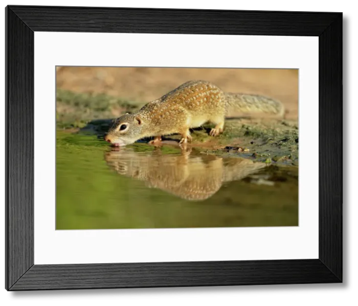 Framed Print : Mexican Ground Squirrel (Spermophilus mexicanus), Rio Grande City, Texas, USA Framed Print : Mexican Ground Squirrel (Spermophilus mexicanus), Rio Grande City, Texas, USA