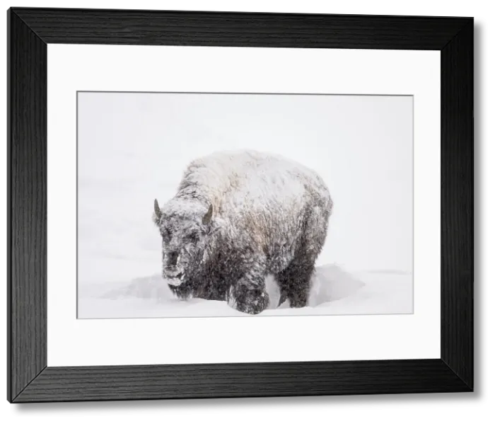 Framed Print : American Bison / Plains bison (Bison bison bison), Yellowstone National Park, Wyoming, USA Framed Print : American Bison / Plains bison (Bison bison bison), Yellowstone National Park, Wyoming, USA