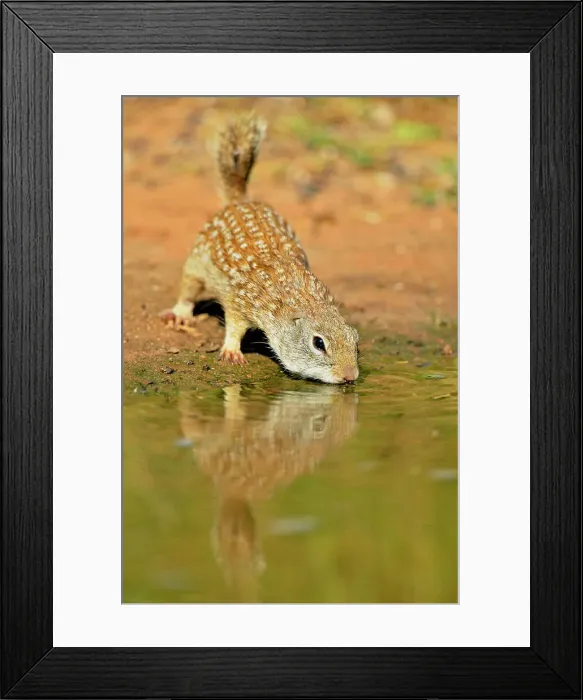 Framed Print : Mexican Ground Squirrel (Spermophilus mexicanus), Rio Grande City, Texas, USA Framed Print : Mexican Ground Squirrel (Spermophilus mexicanus), Rio Grande City, Texas, USA