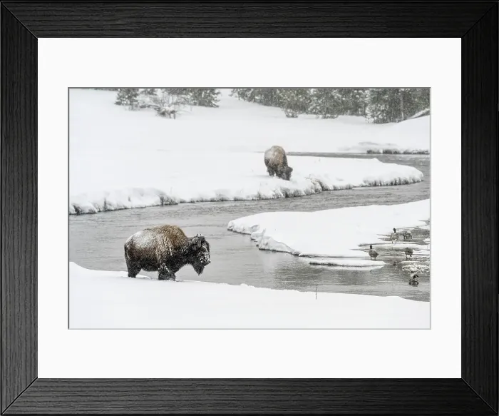 Framed Print : Bison foraging along shore of the Madison River Valley, Yellowstone National Park, Wyoming, USA Framed Print : Bison foraging along shore of the Madison River Valley, Yellowstone National Park, Wyoming, USA