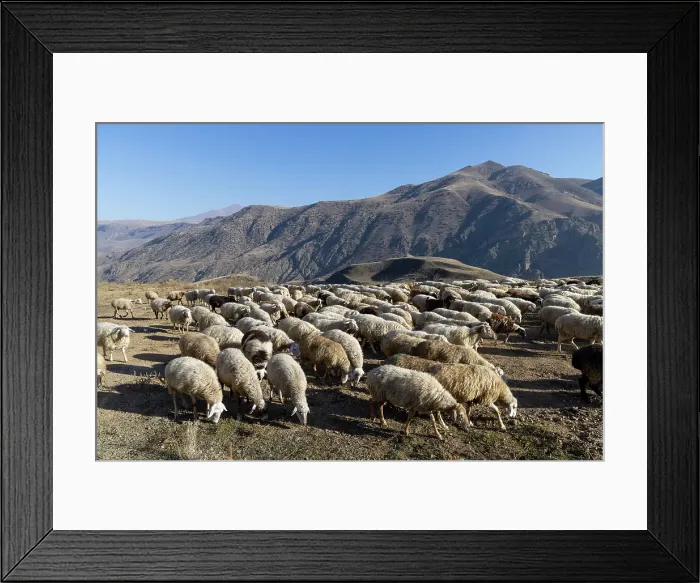 Framed Print : A flock of sheep in South Armenia, Armenia Framed Print : A flock of sheep in South Armenia, Armenia