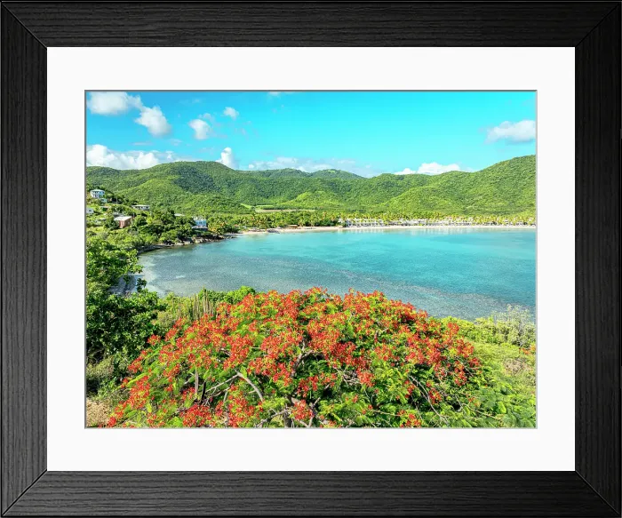 Framed Print : Lush red flamboyant plant in a turquoise exotic lagoon, Carlisle Bay, Antigua, Antigua & Barbuda, Caribbean, West Indies Framed Print : Lush red flamboyant plant in a turquoise exotic lagoon, Carlisle Bay, Antigua, Antigua & Barbuda, Caribbean, West Indies