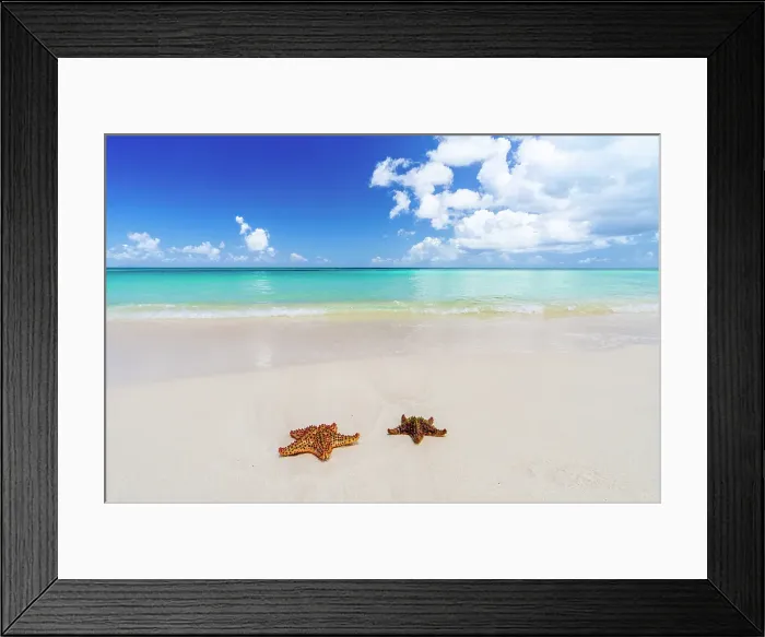 Framed Print : Two isolated starfish on idyllic tropical beach, Barbuda, Antigua & Barbuda, Caribbean, West Indies Framed Print : Two isolated starfish on idyllic tropical beach, Barbuda, Antigua & Barbuda, Caribbean, West Indies