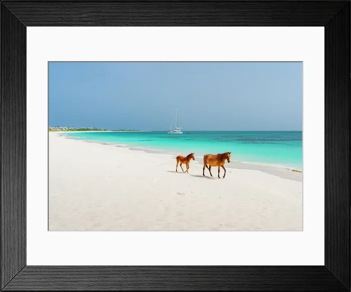 Framed Print : Horse with his cute foal walking on idyllic beach, Barbuda, Antigua & Barbuda, Caribbean, West Indies Framed Print : Horse with his cute foal walking on idyllic beach, Barbuda, Antigua & Barbuda, Caribbean, West Indies
