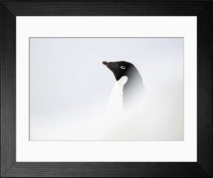 Framed Print : Adelie Penguin, Antarctica Framed Print : Adelie Penguin, Antarctica