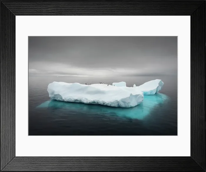 Framed Print : Penguins on a floating ice berg, Antarctica Framed Print : Penguins on a floating ice berg, Antarctica