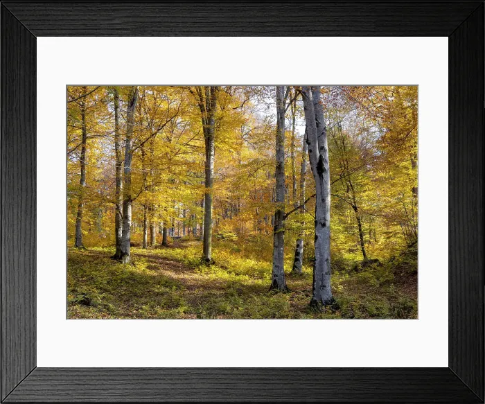 Framed Print : A forest in the autumn in Aghstev river valley, near Haghartsin, Armenia Framed Print : A forest in the autumn in Aghstev river valley, near Haghartsin, Armenia
