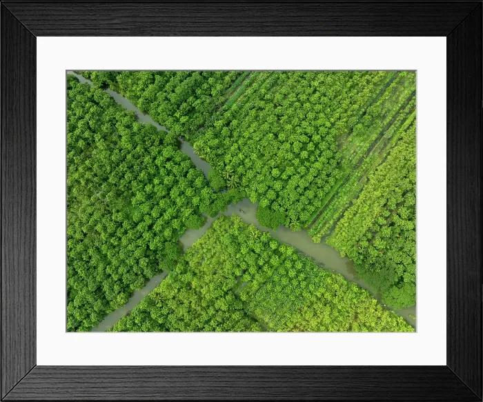 Framed Print : Aerial view of a boat sailing at floating guava garden with beautiful green landscape in Pirojpur, Barisal, Bangladesh Framed Print : Aerial view of a boat sailing at floating guava garden with beautiful green landscape in Pirojpur, Barisal, Bangladesh