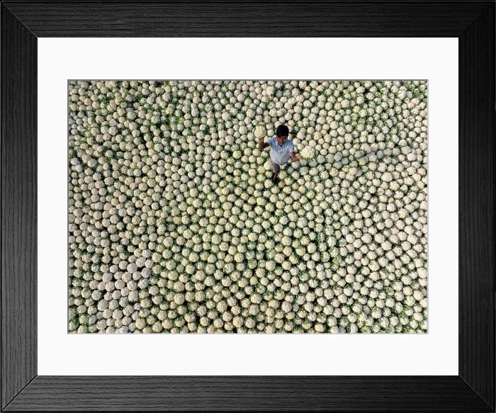Framed Print : Aerial view of a boy picking cauliflowers in a field in Bogura, Bangladesh Framed Print : Aerial view of a boy picking cauliflowers in a field in Bogura, Bangladesh