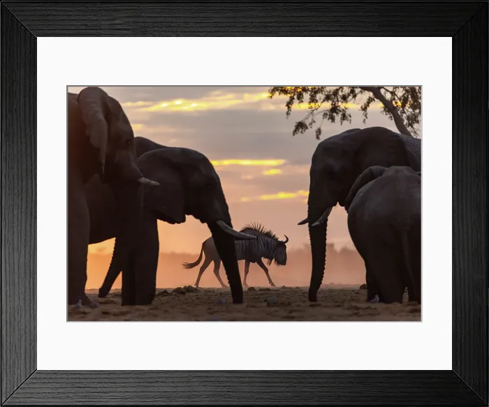 Framed Print : Elephant bulls at a waterhole at sunset with a Wildebeest waiting his turn at the water, Savute, Botswana Framed Print : Elephant bulls at a waterhole at sunset with a Wildebeest waiting his turn at the water, Savute, Botswana