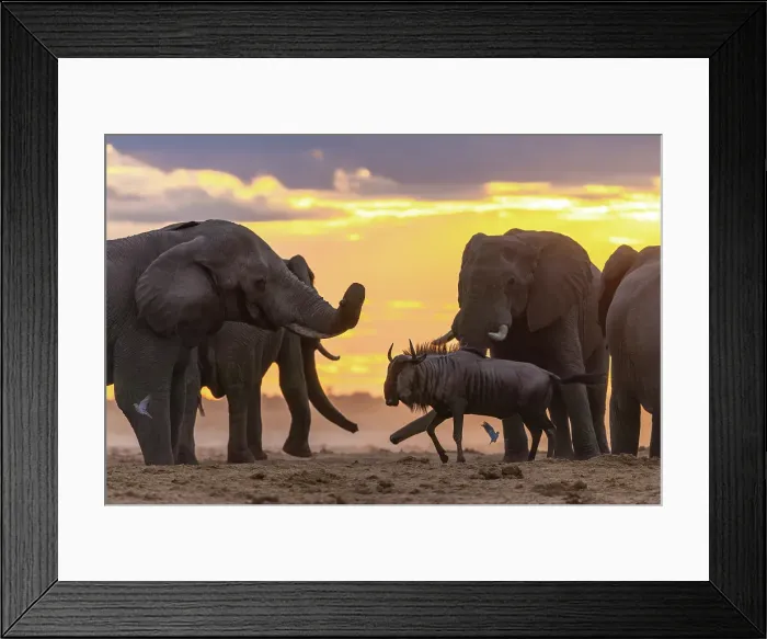 Framed Print : Elephant bulls at a waterhole at sunset with a Wildebeest waiting his turn at the water, Savute, Botswana Framed Print : Elephant bulls at a waterhole at sunset with a Wildebeest waiting his turn at the water, Savute, Botswana