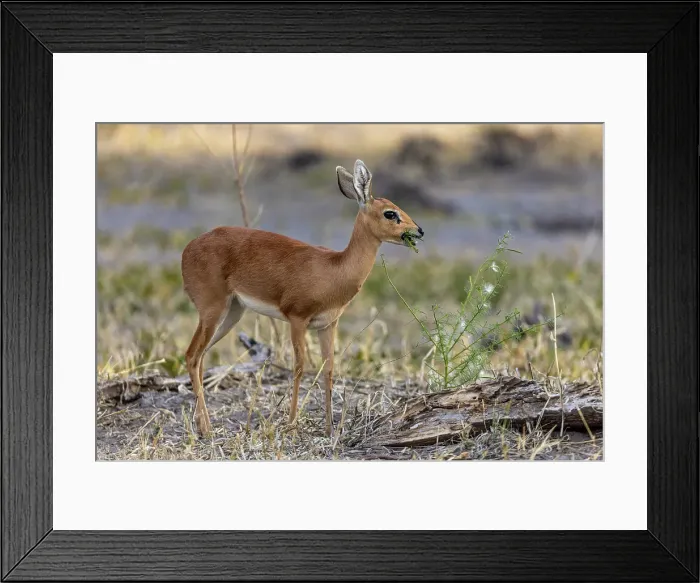 Framed Print : Steenbok feeding, Okavango Delta, Botswana Framed Print : Steenbok feeding, Okavango Delta, Botswana