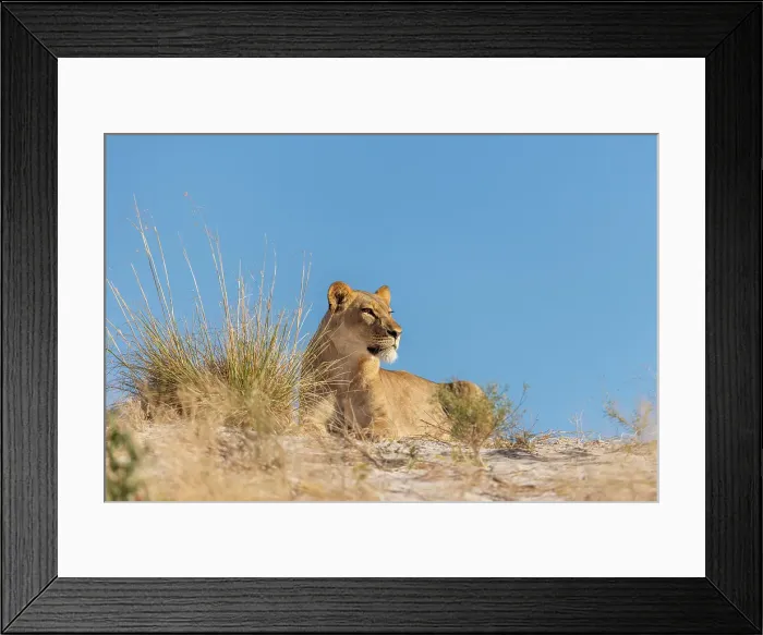 Framed Print : Lioness on a sand ridge, Okavango Delta, Botswana