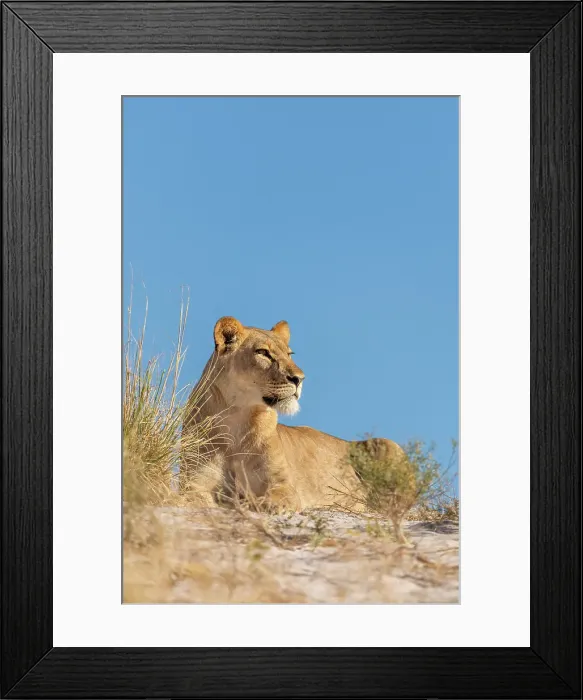Framed Print : Lioness on a sand ridge, Okavango Delta, Botswana Framed Print : Lioness on a sand ridge, Okavango Delta, Botswana