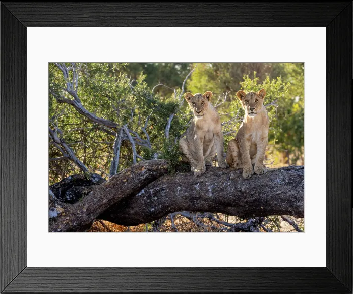 Framed Print : Lion cubs on a fallen tree, Okavango Delta, Botswana