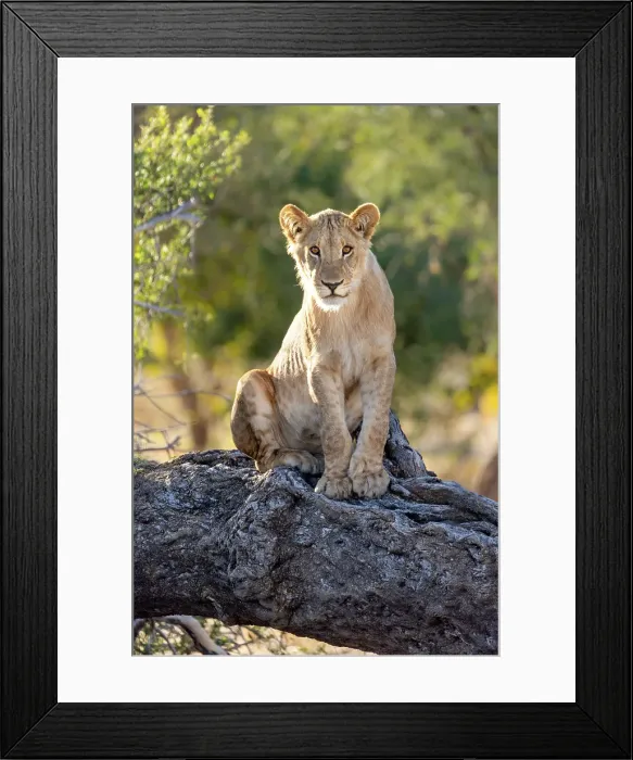 Framed Print : Lion cub on a fallen tree, Okavango Delta, Botswana Framed Print : Lion cub on a fallen tree, Okavango Delta, Botswana