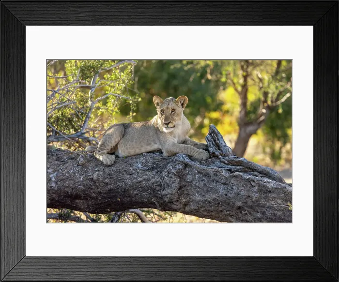 Framed Print : Lion cub on a fallen tree, Okavango Delta, Botswana