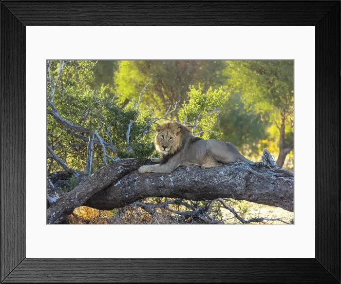 Framed Print : Male lion on a fallen tree, Okavango Delta, Botswana Framed Print : Male lion on a fallen tree, Okavango Delta, Botswana