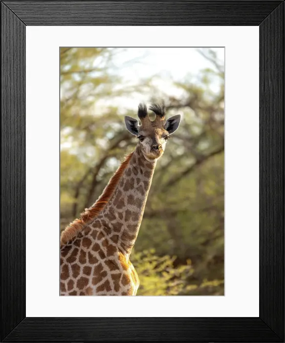 Framed Print : Baby Giraffe, Okavango Delta, Botswana Framed Print : Baby Giraffe, Okavango Delta, Botswana