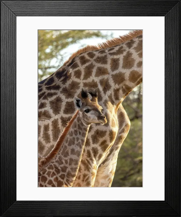 Framed Print : Baby Giraffe with mother, Okavango Delta, Botswana Framed Print : Baby Giraffe with mother, Okavango Delta, Botswana