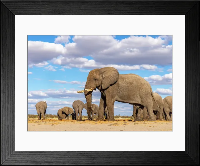 Framed Print : Elephant bulls at a waterhole, Savute, Botswana Framed Print : Elephant bulls at a waterhole, Savute, Botswana